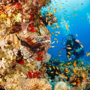 Coral Reef Explorer Dive