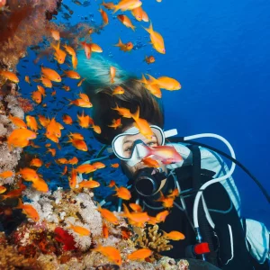 Coral Reef Explorer Dive